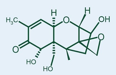 嘔吐毒素